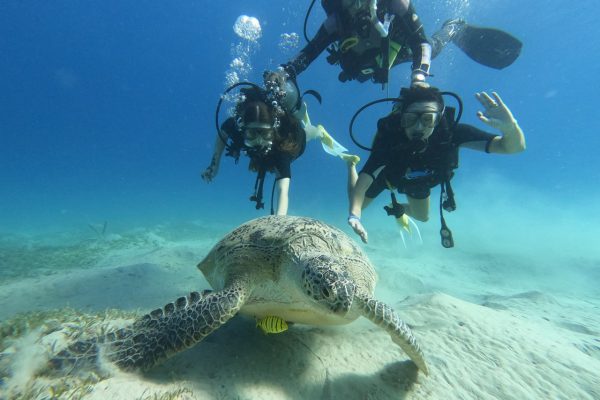 Diving (10)