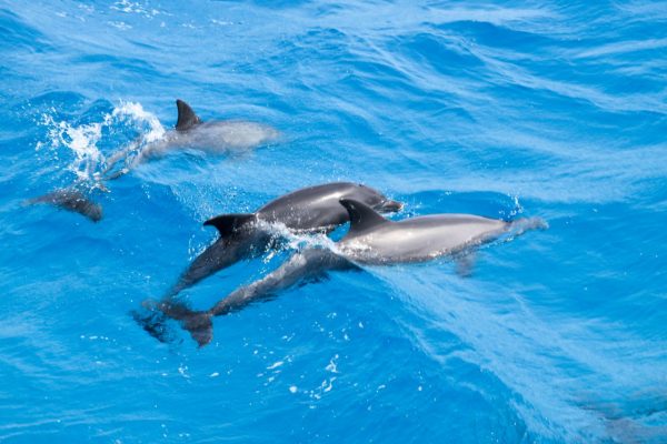 dolphin house (14)
