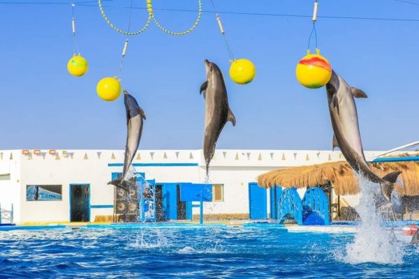 dolphin show (3)